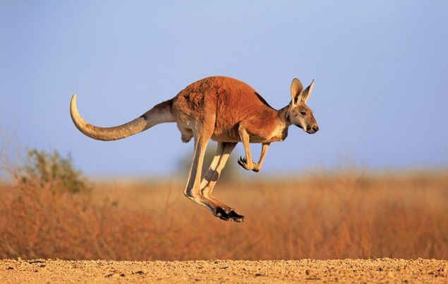 Australia-facts-1